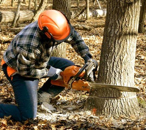 Tree Removal in Bellefontaine, MS